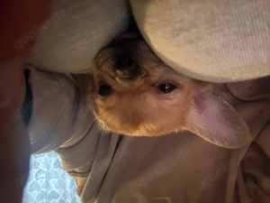 Chihuahua Welpe rüde auf der Suche nach einem Zuhause 