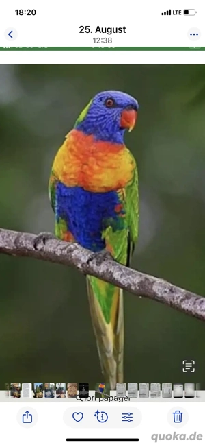 Junger Allfarbenlori wegen Krankheit abzugeben 