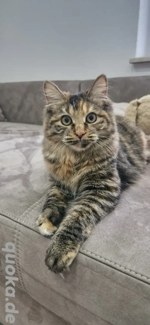 Junge Katze Kurilian Bobtail mit Stammbaum 