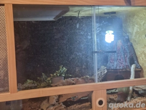 Leopardgecko Pärchen 