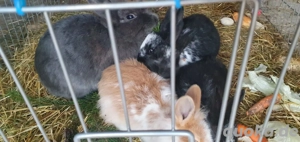 Kaninchen Auszugsbereit Farbenzwerge