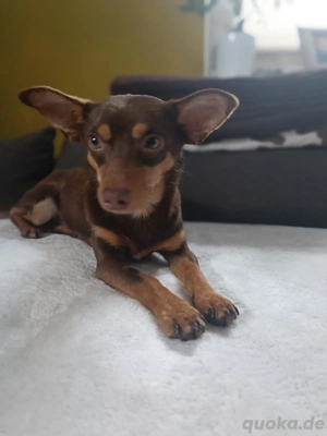 KODY sucht seine Familie