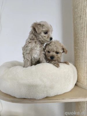 Zuckersüße Maltipoo Welpen