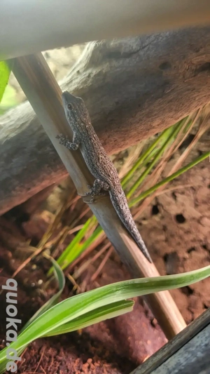 0.0.2 Phelsuma Mutabilis 