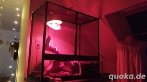 Königspython mit Terrarium