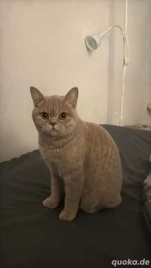 BKH Kätzchen sucht neues Zuhause