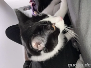 Baby Katze zum verkaufen.