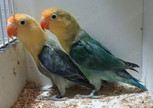 Pfirsichköpfchen Fischeri 