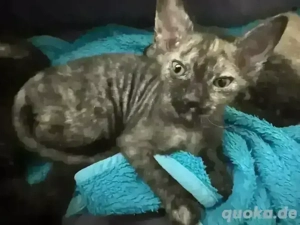        !!!BEREITS RESERVIERT!!!  Sphinx Mix Kätzchen   liebevolle kleine  Ami  sucht ihr Zuh