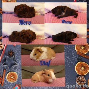 Meerschweinchen Jungs abzugeben 