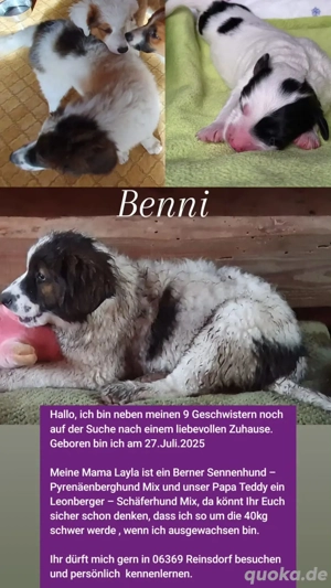 Junghunde Pyrenäen Berghund Bernersenn 
