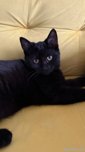 Liebevolles Kätzchen (15 Wochen), BKH Mix, schwarz abzugeben