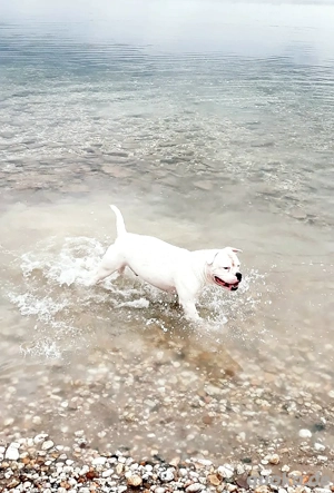 [DeckRüde] (Kein Verkauf)