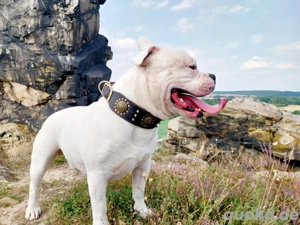 [DeckRüde] (Kein Verkauf) Bild 2