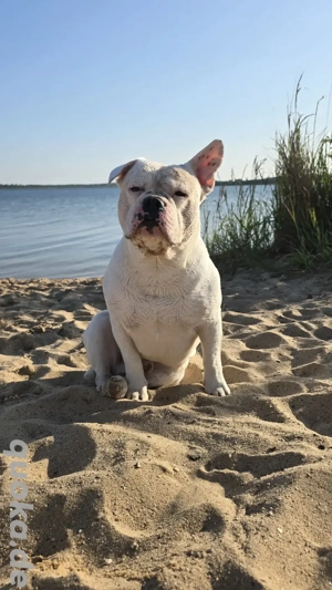 [DeckRüde] (Kein Verkauf) Bild 3