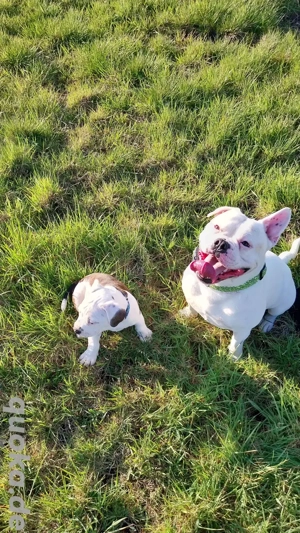 [DeckRüde] (Kein Verkauf) Bild 4