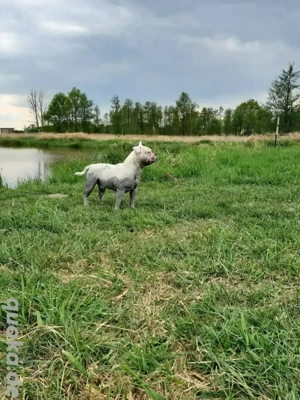 [DeckRüde] (Kein Verkauf) Bild 5