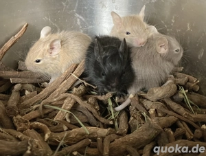 Zwei bunte Degu-Gruppen