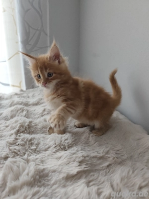 maine coon Kitten XXL