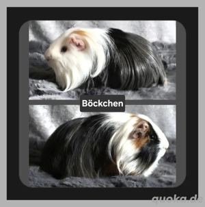 Ein Meerschweinchen-Böckchen sucht...