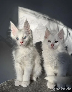 Maine Coon Kitten weiß