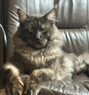 Maine Coon Deckkater reinrassig Black Smoke