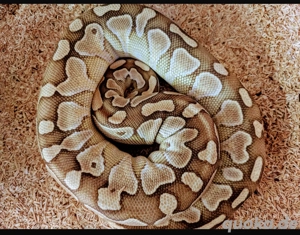 Python regius Pärchen Königspython.  Bild 2