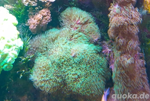 Meerwasser ,korallen,weichkorallen,auch grosse tiere !!! gorgonien,lederkorallen,röhrenkorallen usw