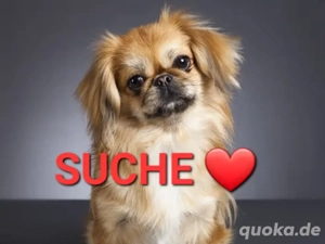 Suche Pekinese - Pekingese - Tibet Spaniel