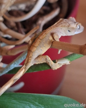 Kronengecko Jungtiere 0.0.2