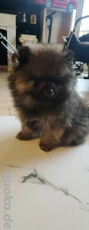 pomeranian zwergspitz 