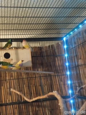 3 Pärchen gouldmadienen zu verkaufen.