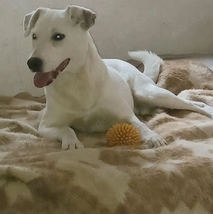 Mimmo, 1 Jahr, a.d.Tierschutz, sucht Happy-Home  Bild 7