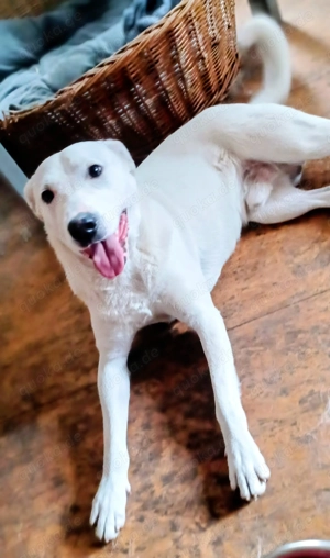 Mimmo, 1 Jahr, a.d.Tierschutz, sucht Happy-Home  Bild 8