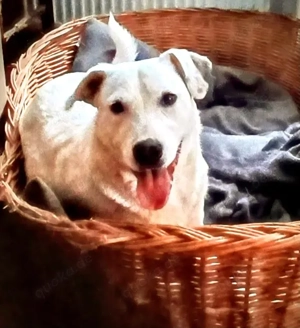 Mimmo, a.d.Tierschutz, sucht Happy-Home 