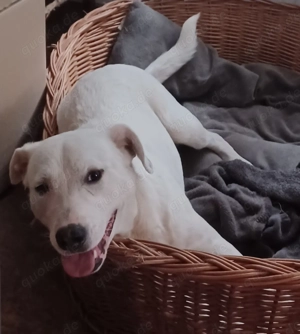 Mimmo, 1 Jahr, a.d.Tierschutz, sucht Happy-Home 