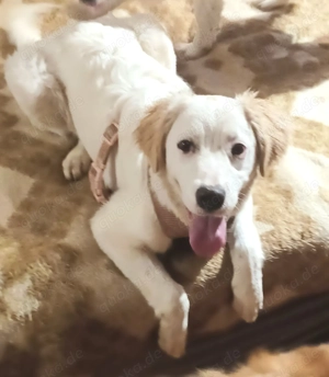 Smilla, a.d.Tierschutz, sucht Happy-Home 