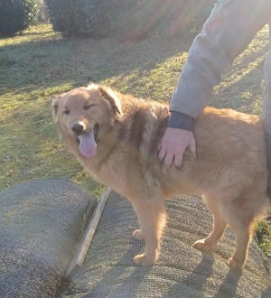 Biondo, a.d.Tierschutz, sanft und schmusebedürftig 