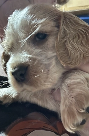 Englisch Cocker Spaniel in orange Schimmel 