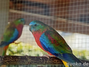 1,1 Schönsittich Glazsittich Paar