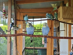 Handzahme beringte Wellensittiche aus Außenvoliere