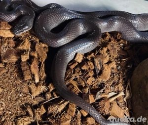 Afrikanische Hausschlange