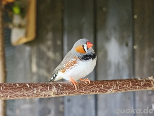 Zebrafinken aus Außenvoliere