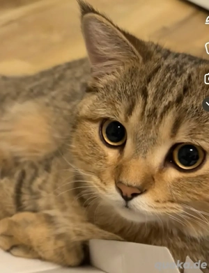 Katze zu verkaufen 5 monate ca alt
