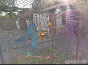 Große Doppelgelbkopf Amazonen Pärchen abzugeben