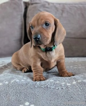 Dackelwelpen suchen ihr für-immer-Zuhause     