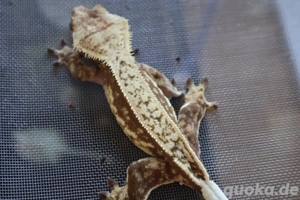 harlequin Kronengecko 