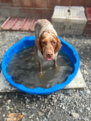 Louise, ca. 2 Jahre alt Bild 2