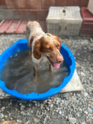 Louise, ca. 2 Jahre alt Bild 4