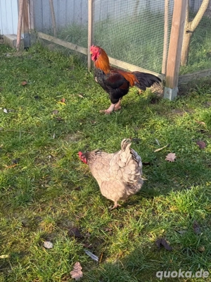 hahn Ga Dong Tao drachenhahn ,hühner 